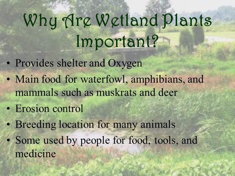 Why Are Wetland Plants Important? Provides shelter and Oxygen Main food for waterfowl, amphibians,